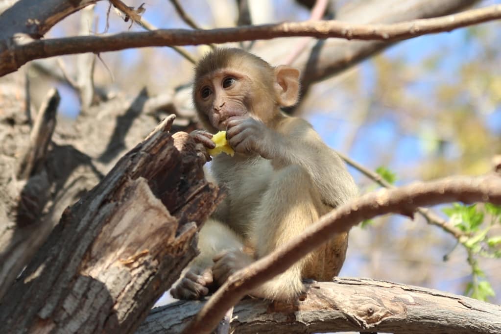 Rondreis India Maatwerkreizen Never Stop Travelling Delhi Mumbai Udaipur Taj Mahal Agra Jaipur Kerala Jodhpur