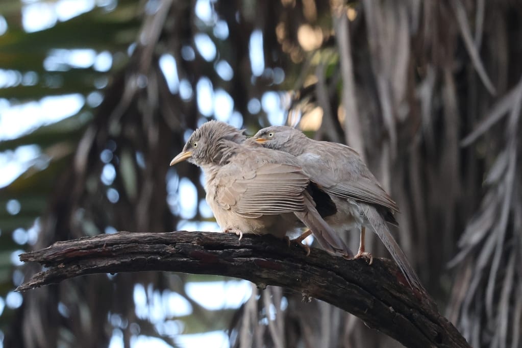 Rondreis India Maatwerkreizen Never Stop Travelling Delhi Mumbai Udaipur Taj Mahal Agra Jaipur Kerala Jodhpur