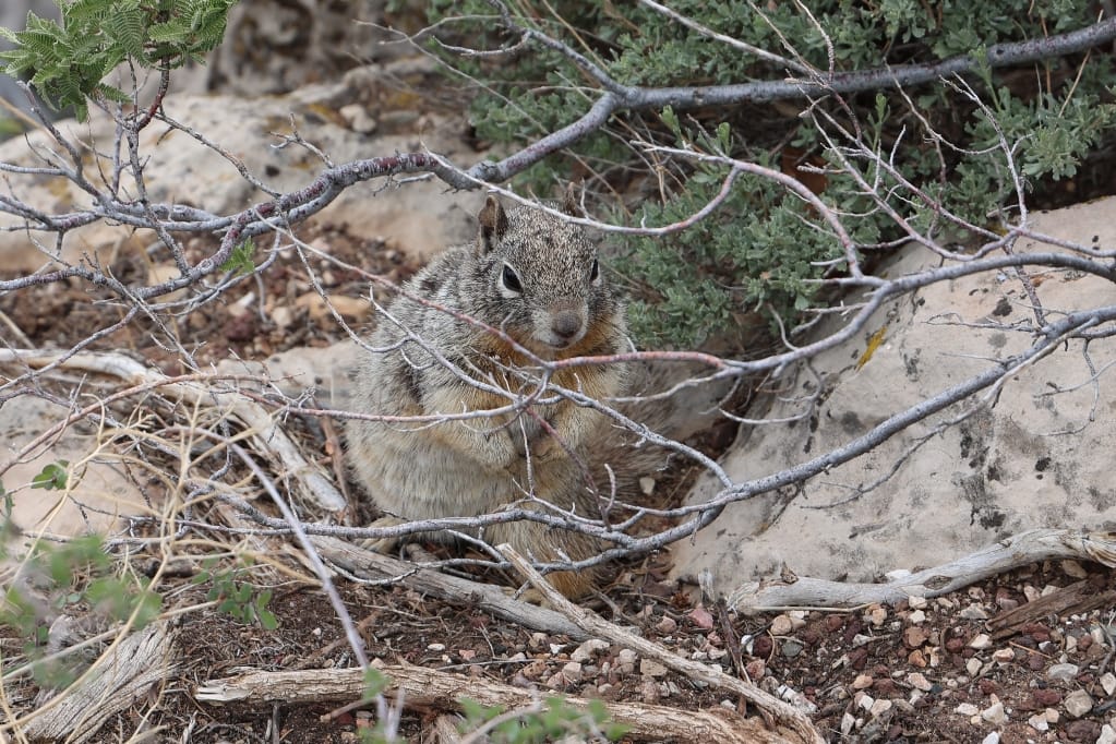 Amerika USA rondreis Las Vegas Death Valley Zion NP Grand Canyon Bryce Canyon Page Route66 Selfdrive Never Stop Travelling