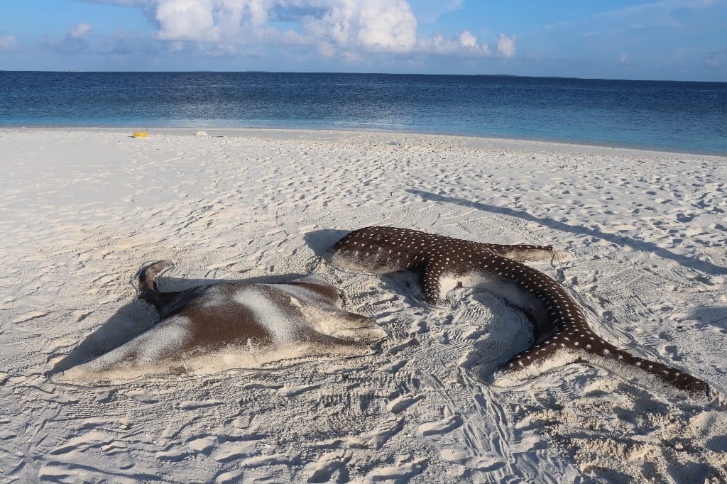 Malediven LiveaBoard Duiken