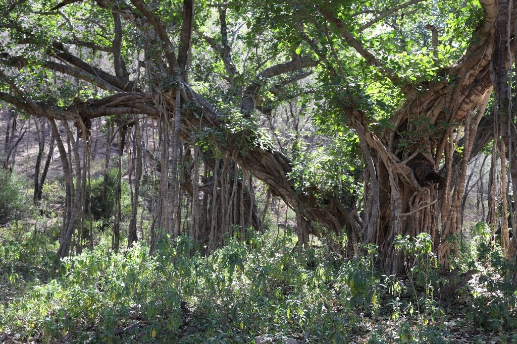 Rondreis India Maatwerkreizen Never Stop Travelling Delhi Mumbai Udaipur Taj Mahal Agra Jaipur Kerala Jodhpur