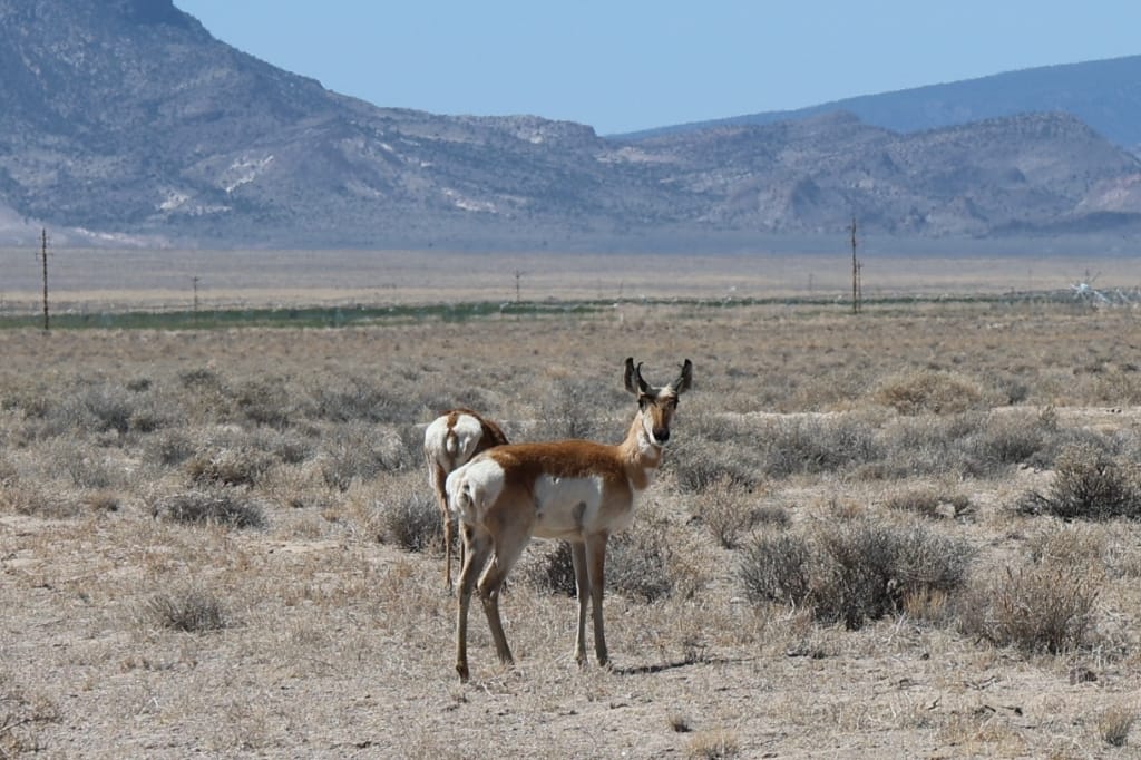 Amerika USA rondreis Las Vegas Death Valley Zion NP Grand Canyon Bryce Canyon Page Route66 Selfdrive Never Stop Travelling