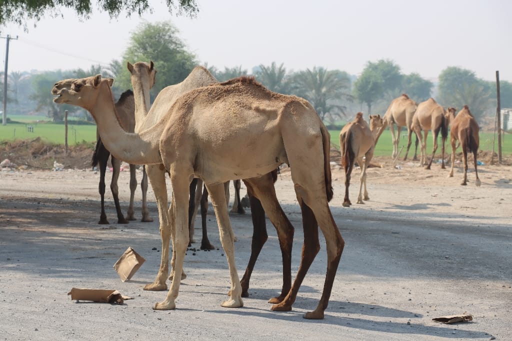 Ras Al Khaimah UAE
