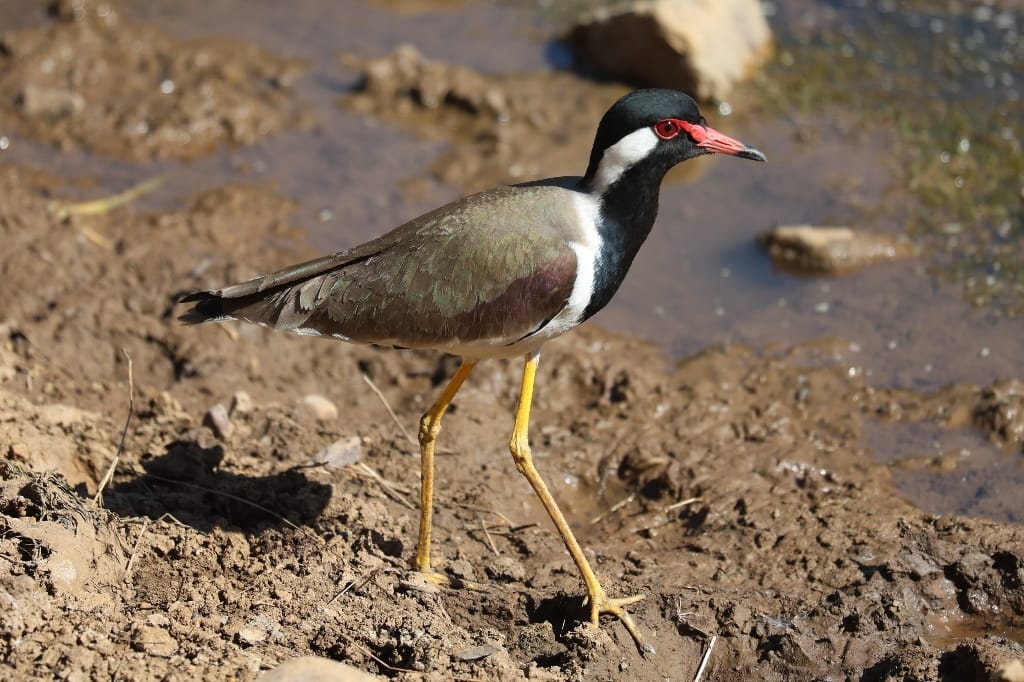 Rondreis India Maatwerkreizen Never Stop Travelling Delhi Mumbai Udaipur Taj Mahal Agra Jaipur Kerala Jodhpur