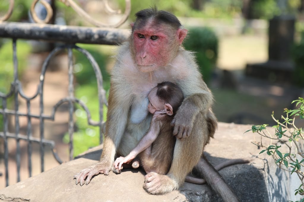 Rondreis India Maatwerkreizen Never Stop Travelling Delhi Mumbai Udaipur Taj Mahal Agra Jaipur Kerala Jodhpur Avontuurlijk Azië