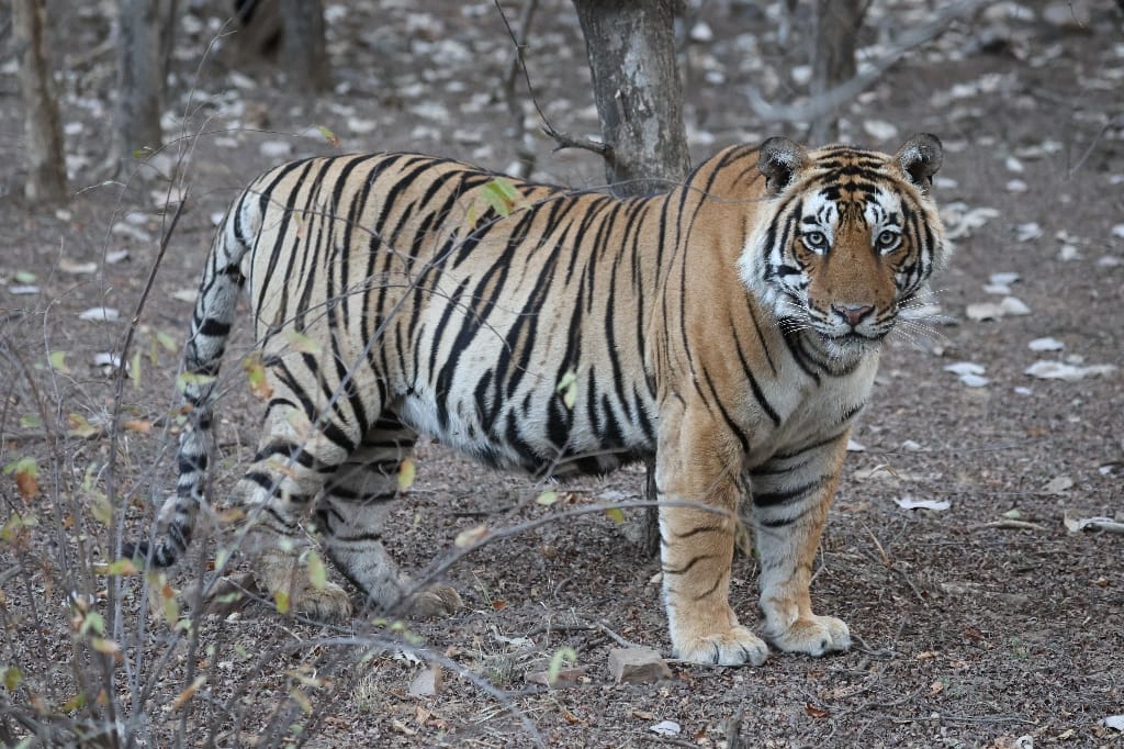 Rondreis India Maatwerkreizen Never Stop Travelling Delhi Mumbai Udaipur Taj Mahal Agra Jaipur Kerala Jodhpur