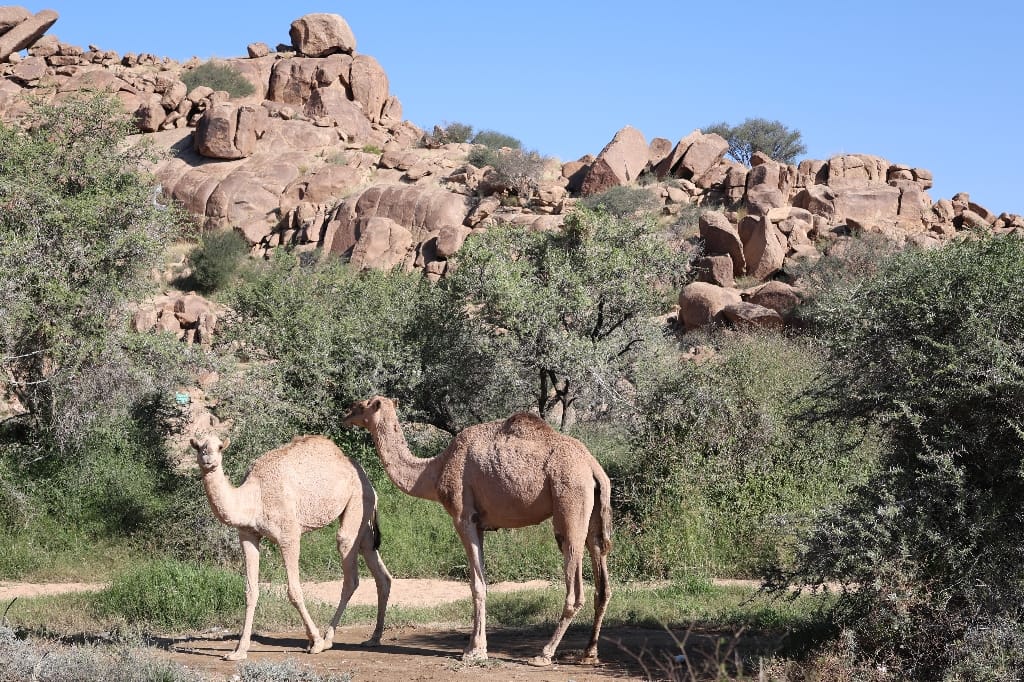 Saoedi Arabië Rondreis Maatwerkreizen Taif