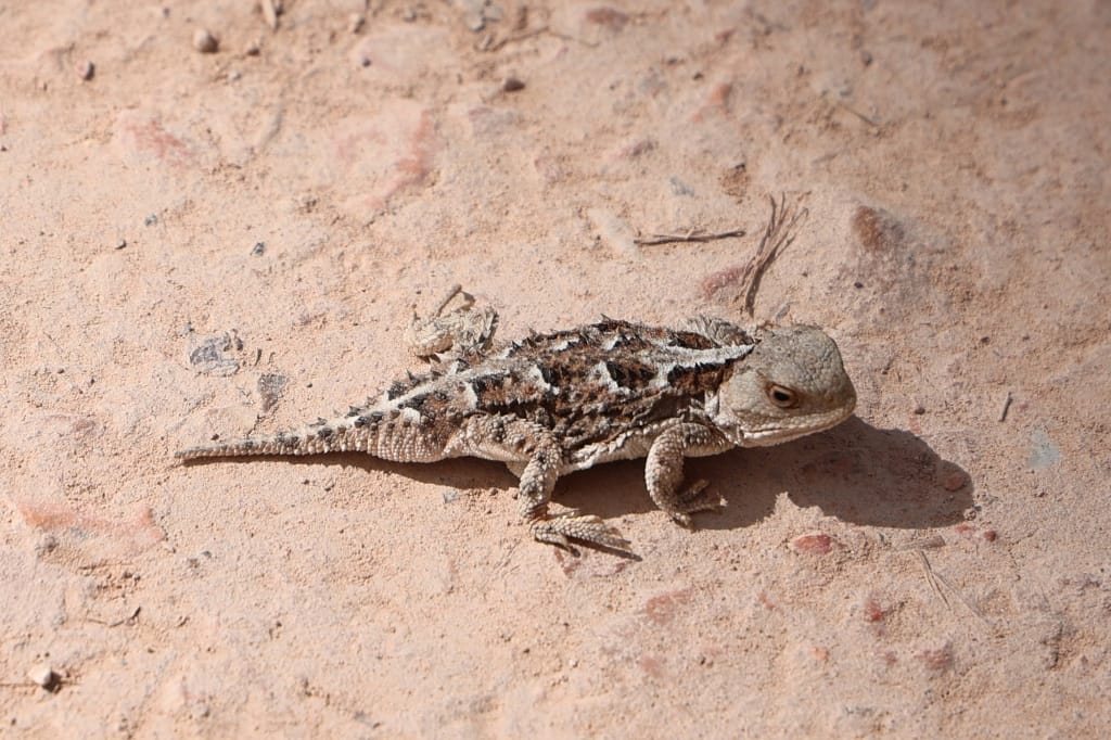 Amerika USA rondreis Las Vegas Death Valley Zion NP Grand Canyon Bryce Canyon Page Route66 Selfdrive Never Stop Travelling