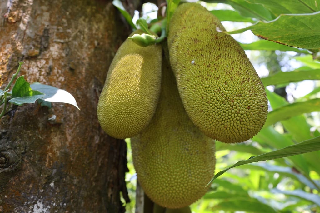 Rondreis India Maatwerkreizen Never Stop Travelling Delhi Mumbai Udaipur Taj Mahal Agra Jaipur Kerala Jodhpur Avontuurlijk Azië