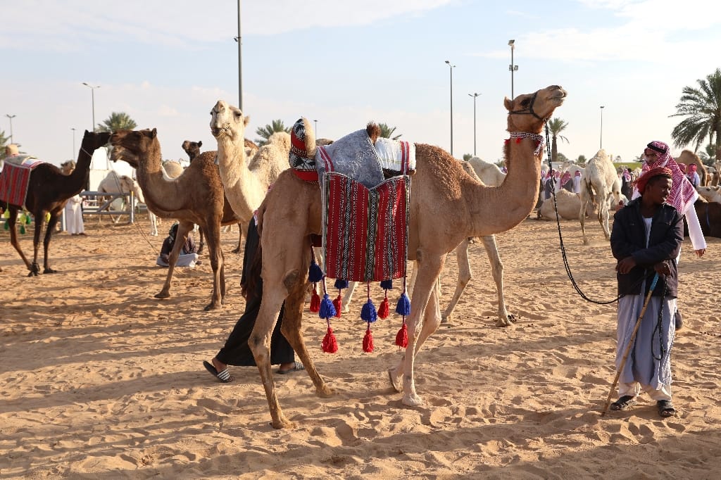 Saoedi Arabië Rondreis Maatwerkreizen Buraidah Kamelenmarkt