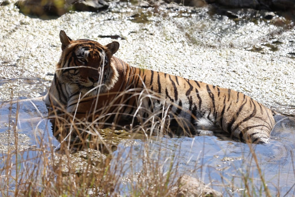 Rondreis India Maatwerkreizen Never Stop Travelling Delhi Mumbai Udaipur Taj Mahal Agra Jaipur Kerala Jodhpur