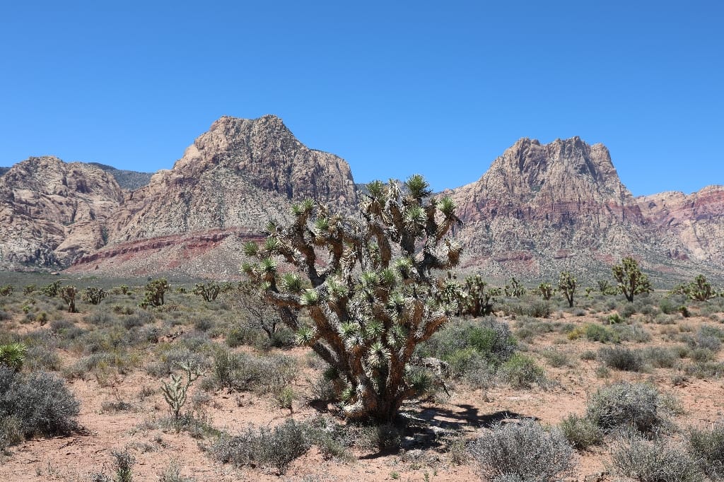 Amerika USA rondreis Las Vegas Death Valley Zion NP Grand Canyon Bryce Canyon Page Route66 Selfdrive Never Stop Travelling