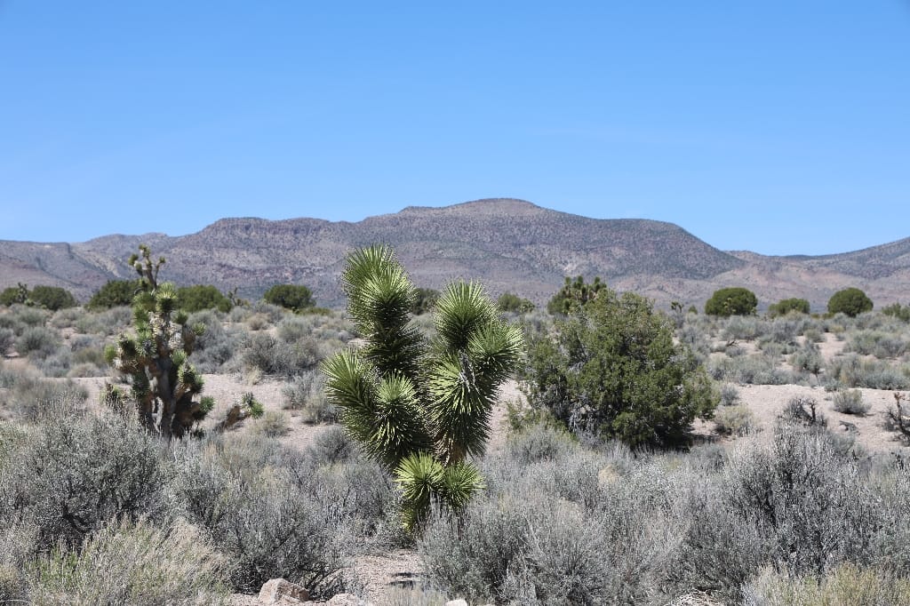 Amerika USA rondreis Las Vegas Death Valley Zion NP Grand Canyon Bryce Canyon Page Route66 Selfdrive Never Stop Travelling