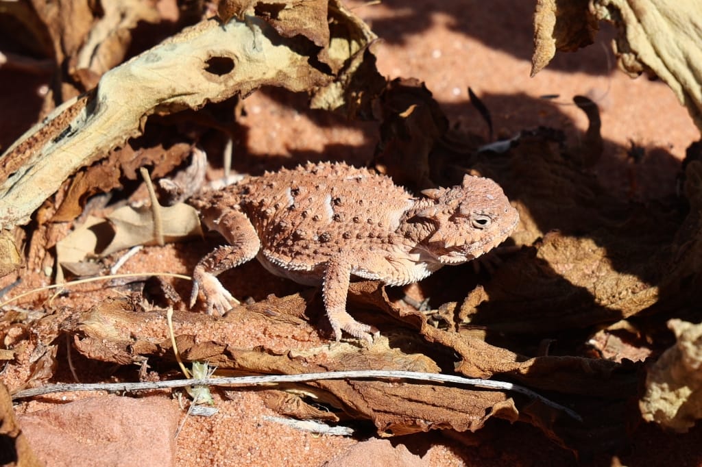 Amerika USA rondreis Las Vegas Death Valley Zion NP Grand Canyon Bryce Canyon Page Route66 Selfdrive Never Stop Travelling