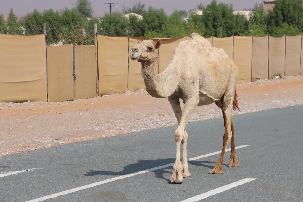 Ras Al Khaimah UAE