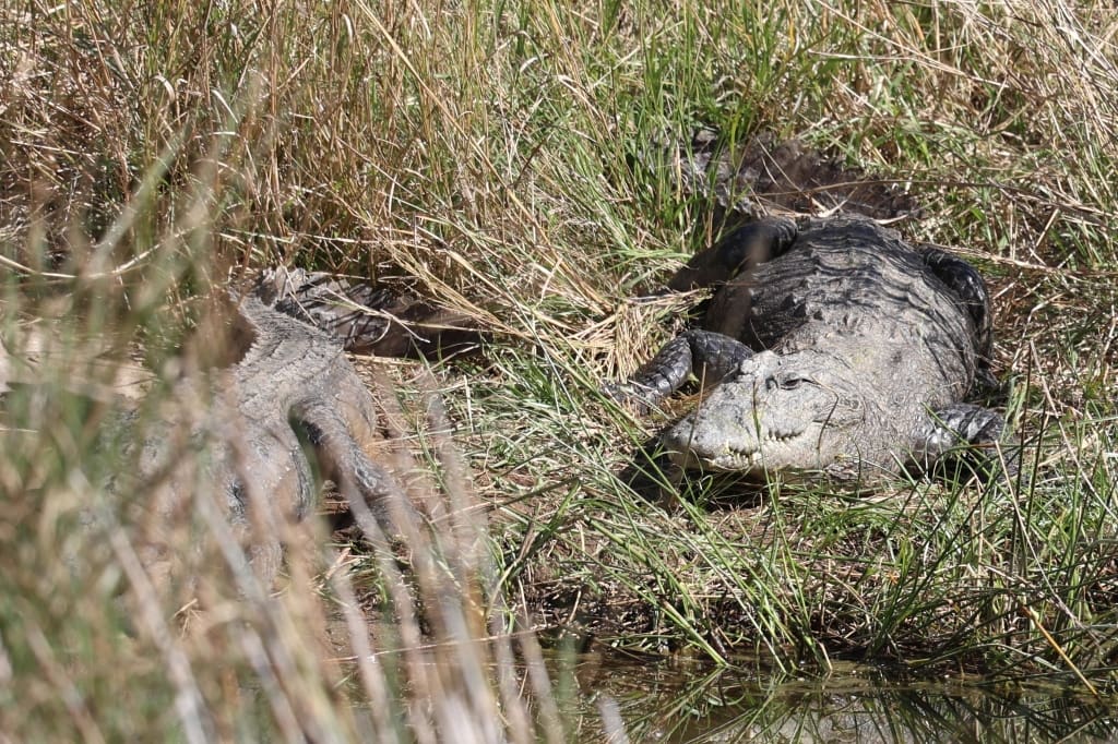 Rondreis India Maatwerkreizen Never Stop Travelling Delhi Mumbai Udaipur Taj Mahal Agra Jaipur Kerala Jodhpur