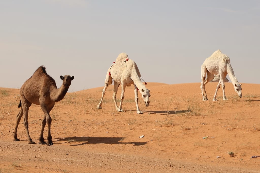Saoedi Arabië Rondreis Maatwerkreizen Buraidah