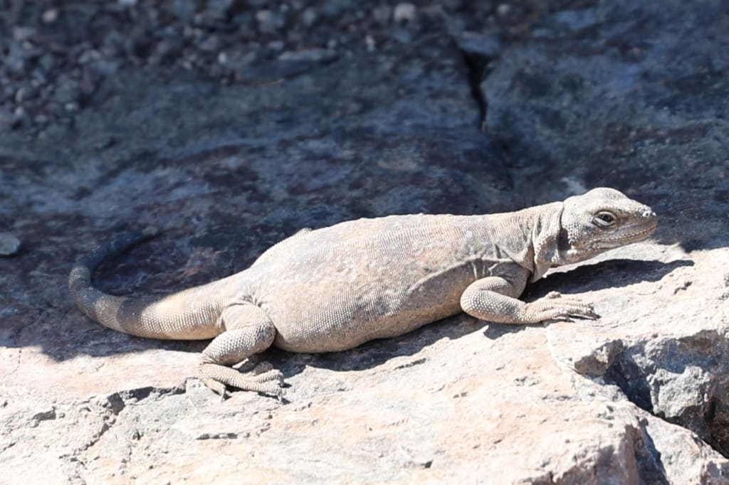 Amerika USA rondreis Las Vegas Death Valley Zion NP Grand Canyon Bryce Canyon Page Route66 Selfdrive Never Stop Travelling