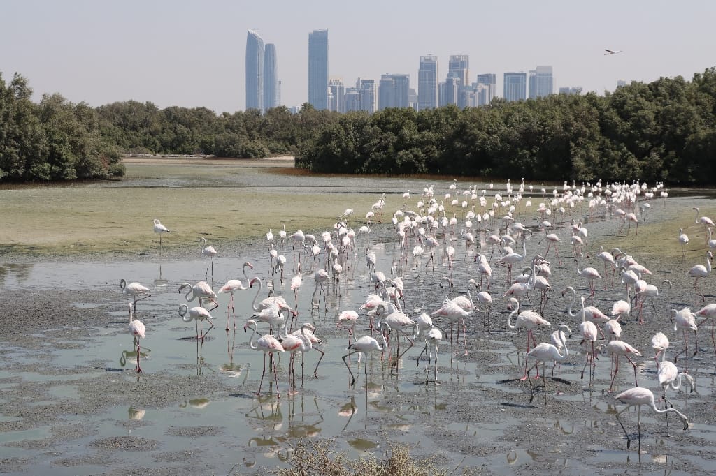 Dubai UAE