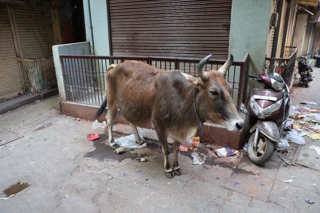 Rondreis India Maatwerkreizen Never Stop Travelling Delhi Mumbai Udaipur Taj Mahal Agra Jaipur Kerala Jodhpur