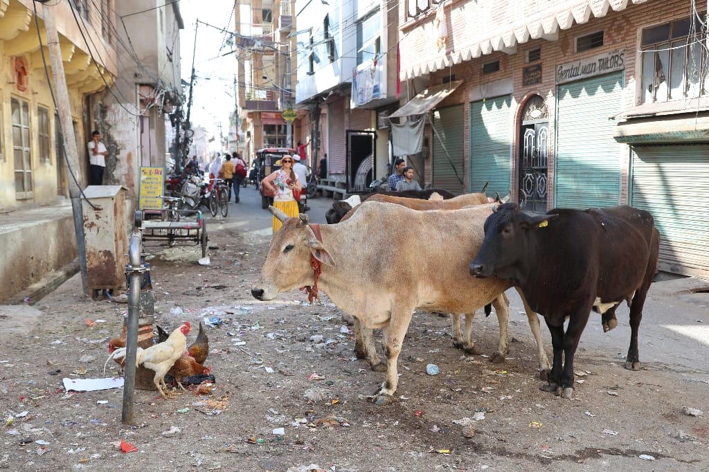 Rondreis India Maatwerkreizen Never Stop Travelling Delhi Mumbai Udaipur Taj Mahal Agra Jaipur Kerala Jodhpur