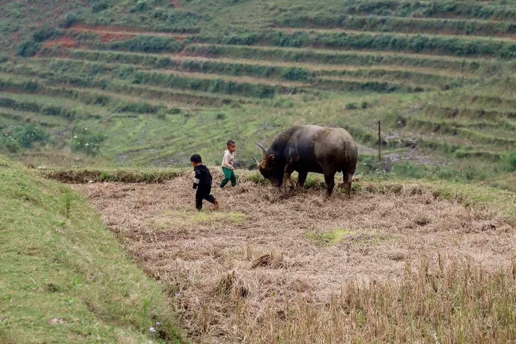 Vietnam Sapa
