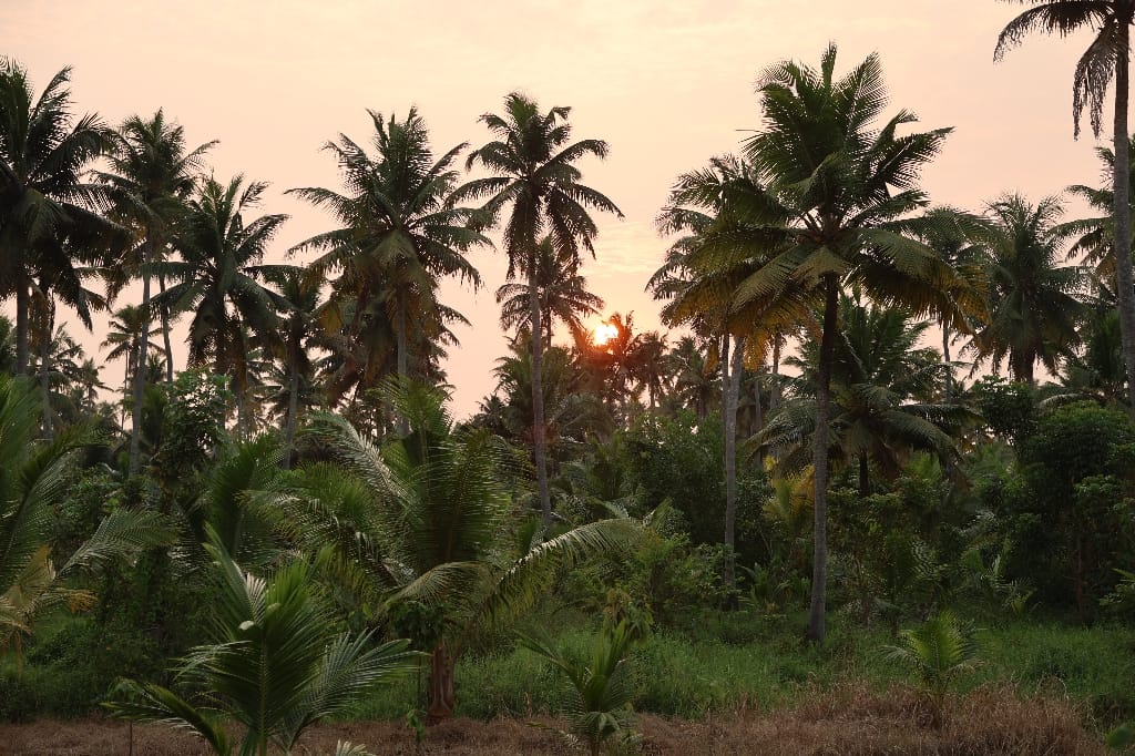 Rondreis India Maatwerkreizen Never Stop Travelling Delhi Mumbai Udaipur Taj Mahal Agra Jaipur Kerala Jodhpur Avontuurlijk Azië