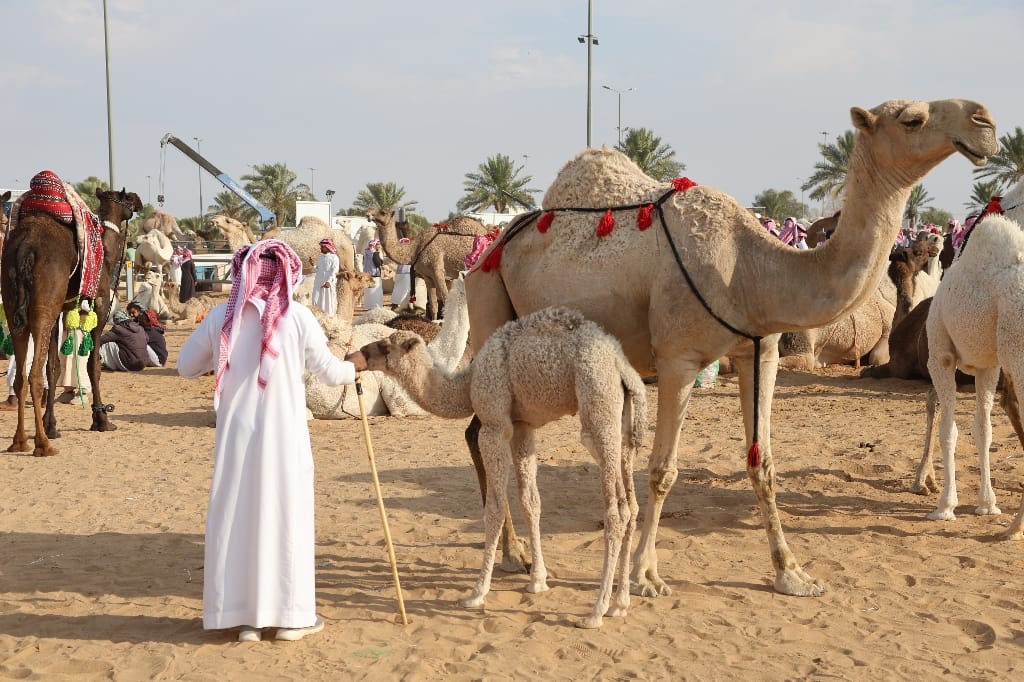 Saoedi Arabië Rondreis Maatwerkreizen Buraidah Kamelenmarkt