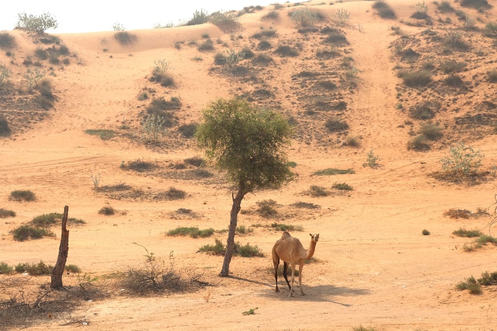 UAE VAE Woestijn Ras Al Khaimah