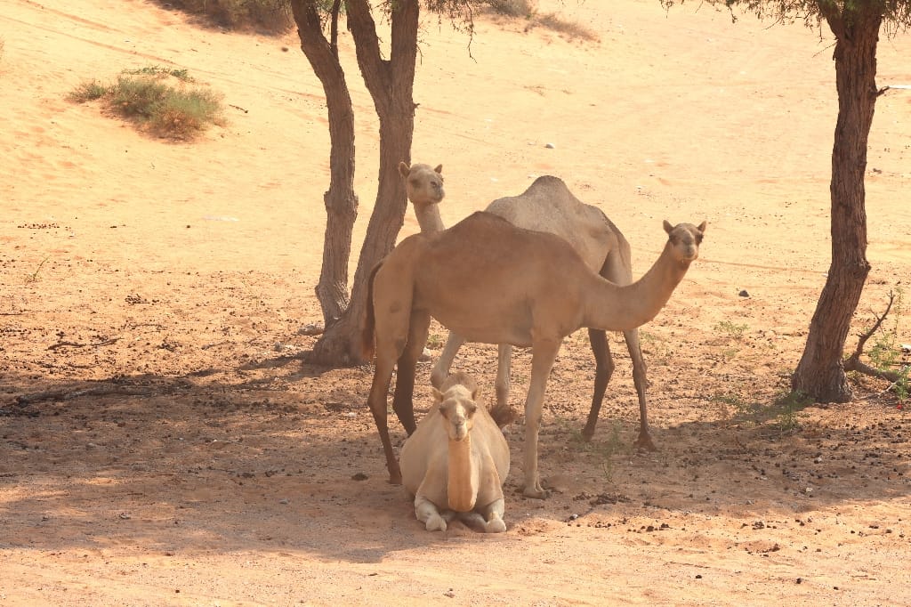 UAE VAE Woestijn Ras Al Khaimah