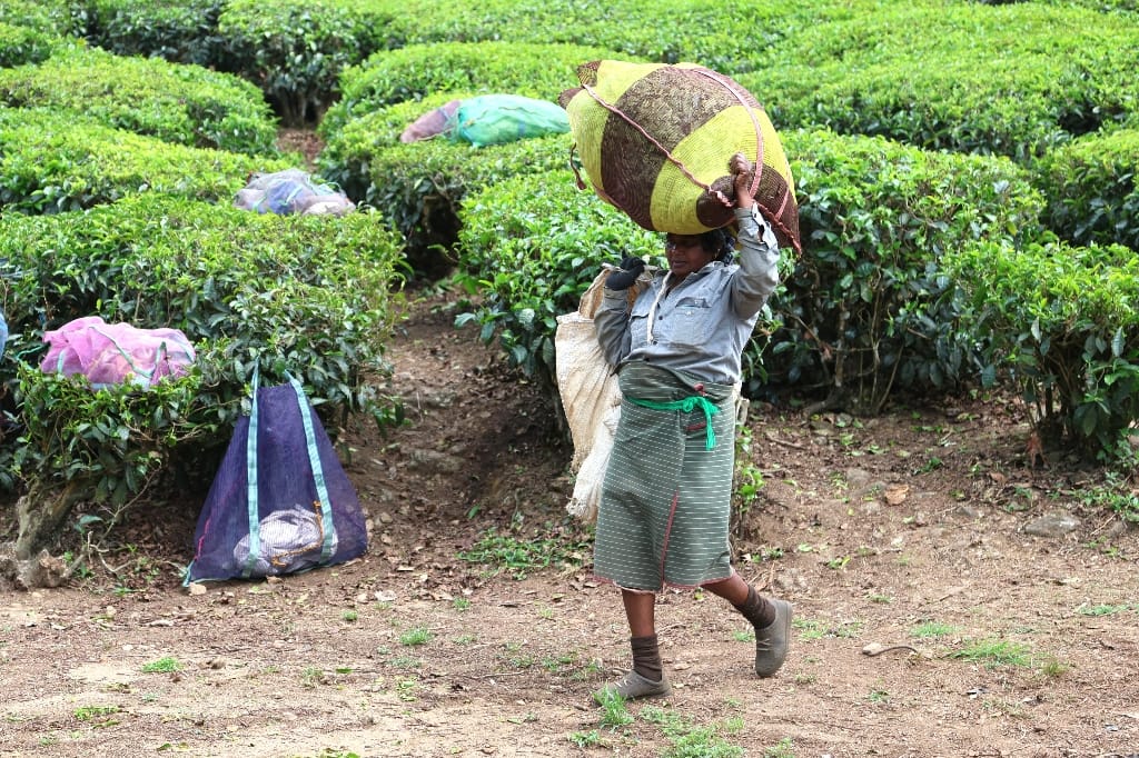 Rondreis India Maatwerkreizen Never Stop Travelling Delhi Mumbai Udaipur Taj Mahal Agra Jaipur Kerala Jodhpur Avontuurlijk Azië