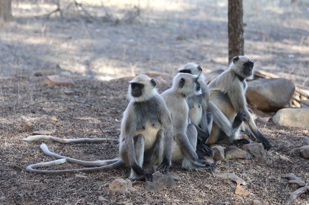 Rondreis India Maatwerkreizen Never Stop Travelling Delhi Mumbai Udaipur Taj Mahal Agra Jaipur Kerala Jodhpur