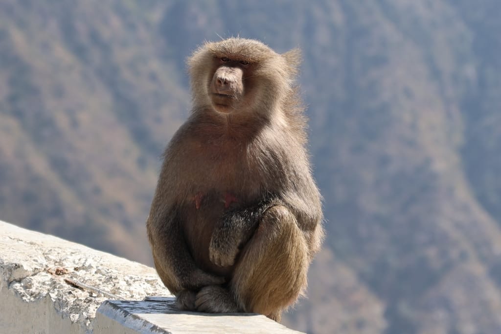 Saoedi Arabië Rondreis Maatwerkreizen Abha Rijal Almaa