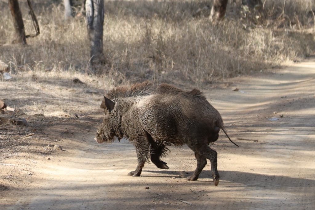 Rondreis India Maatwerkreizen Never Stop Travelling Delhi Mumbai Udaipur Taj Mahal Agra Jaipur Kerala Jodhpur