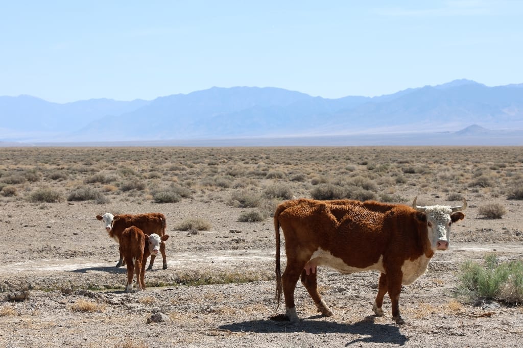 Amerika USA rondreis Las Vegas Death Valley Zion NP Grand Canyon Bryce Canyon Page Route66 Selfdrive Never Stop Travelling