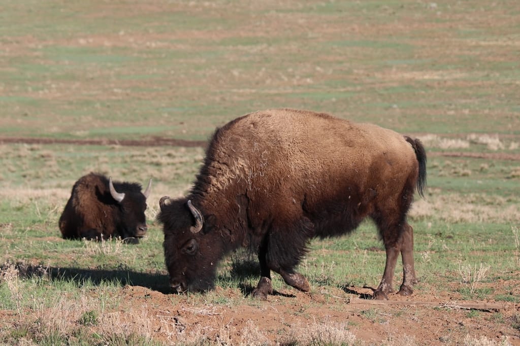 Amerika USA rondreis Las Vegas Death Valley Zion NP Grand Canyon Bryce Canyon Page Route66 Selfdrive Never Stop Travelling