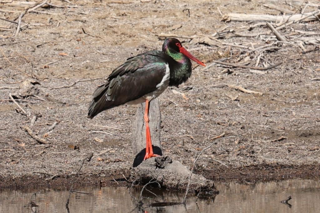 Rondreis India Maatwerkreizen Never Stop Travelling Delhi Mumbai Udaipur Taj Mahal Agra Jaipur Kerala Jodhpur