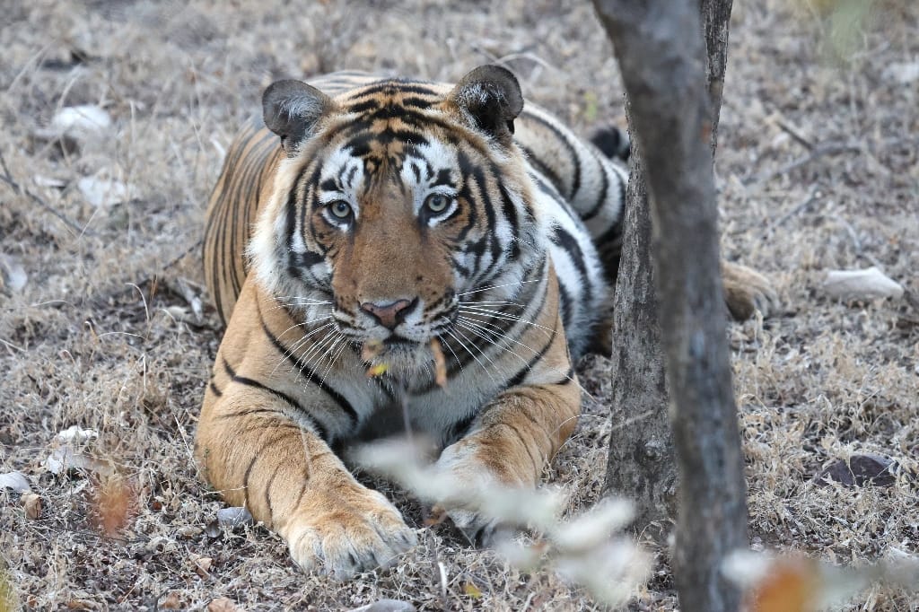 Rondreis India Maatwerkreizen Never Stop Travelling Delhi Mumbai Udaipur Taj Mahal Agra Jaipur Kerala Jodhpur