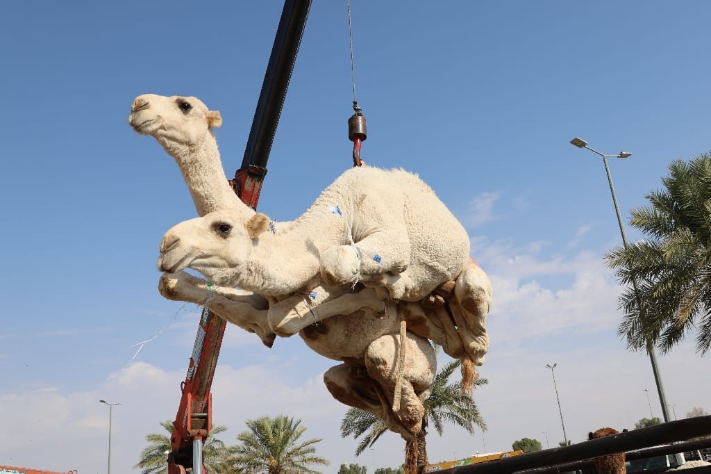 Saoedi Arabië Rondreis Maatwerkreizen Buraidah Kamelenmarkt