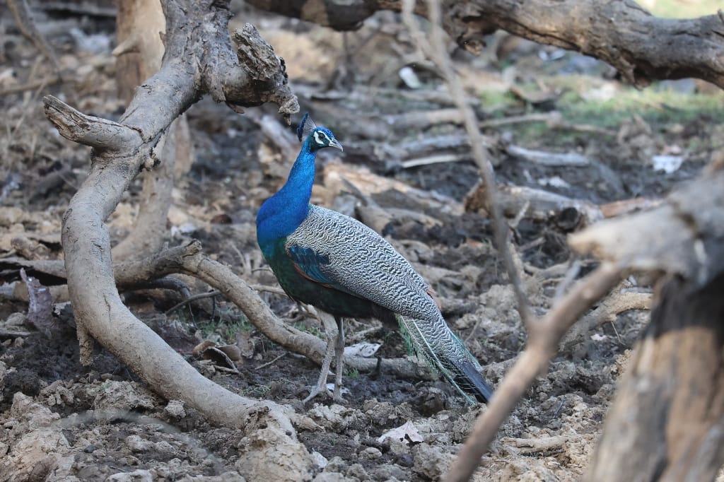 Rondreis India Maatwerkreizen Never Stop Travelling Delhi Mumbai Udaipur Taj Mahal Agra Jaipur Kerala Jodhpur