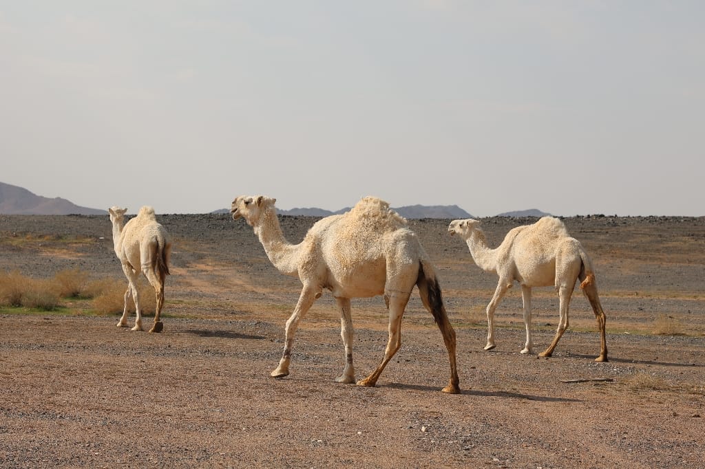 Saoedi Arabië Rondreis Maatwerkreizen