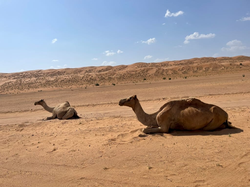 Desert Nights Resort oman